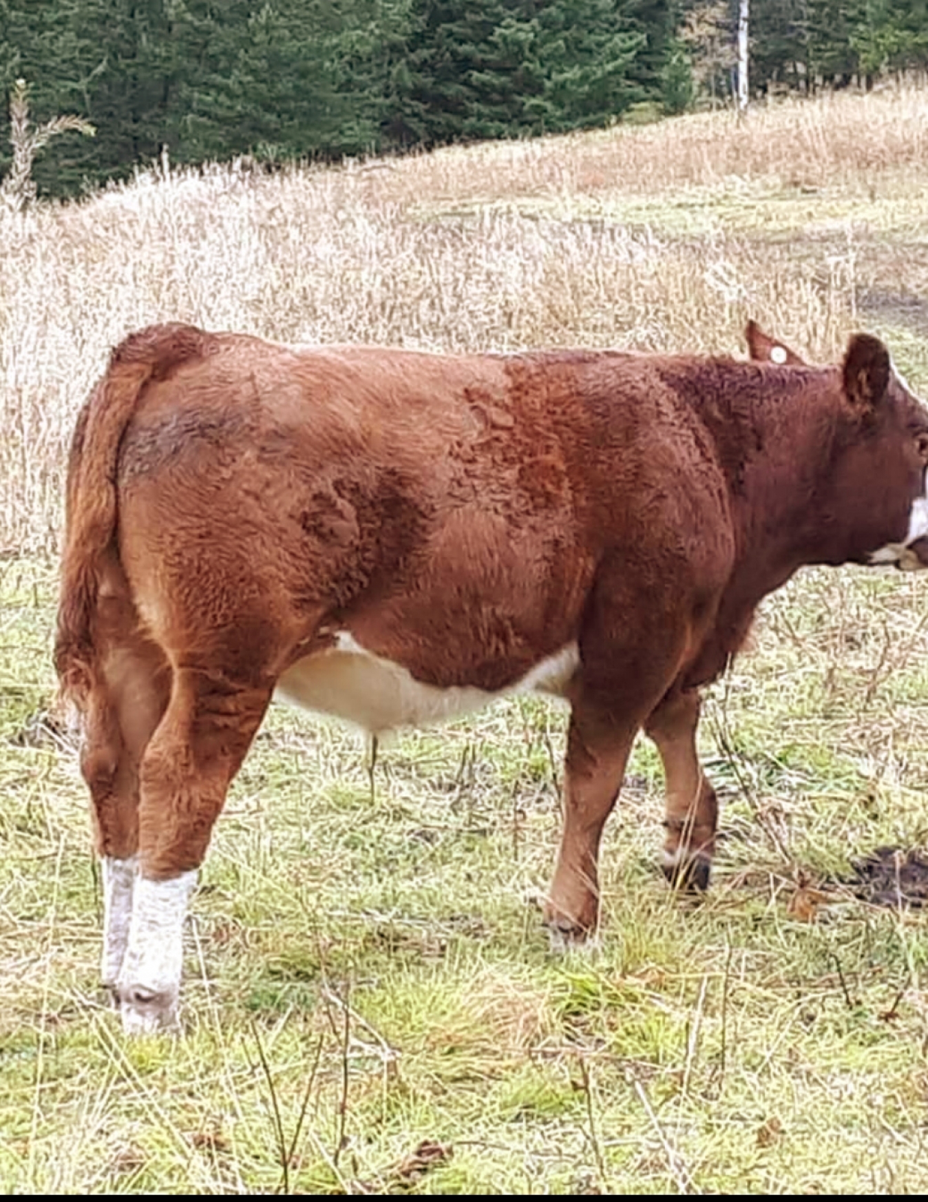 BC Livestock Sale Image