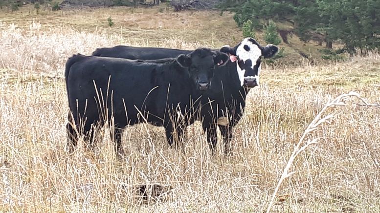 BC Livestock Sale Image