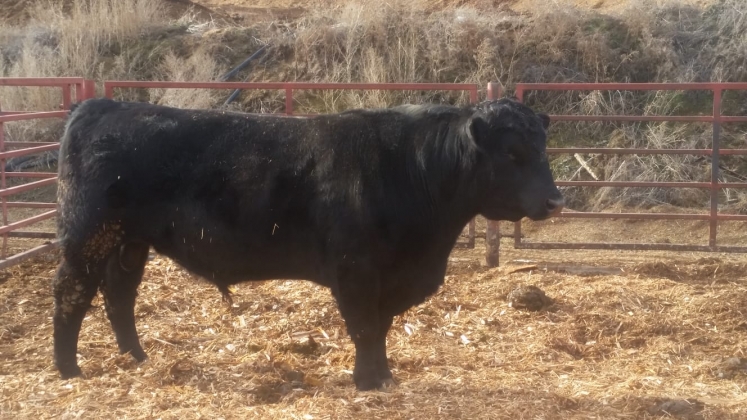 BC Livestock Sale Image