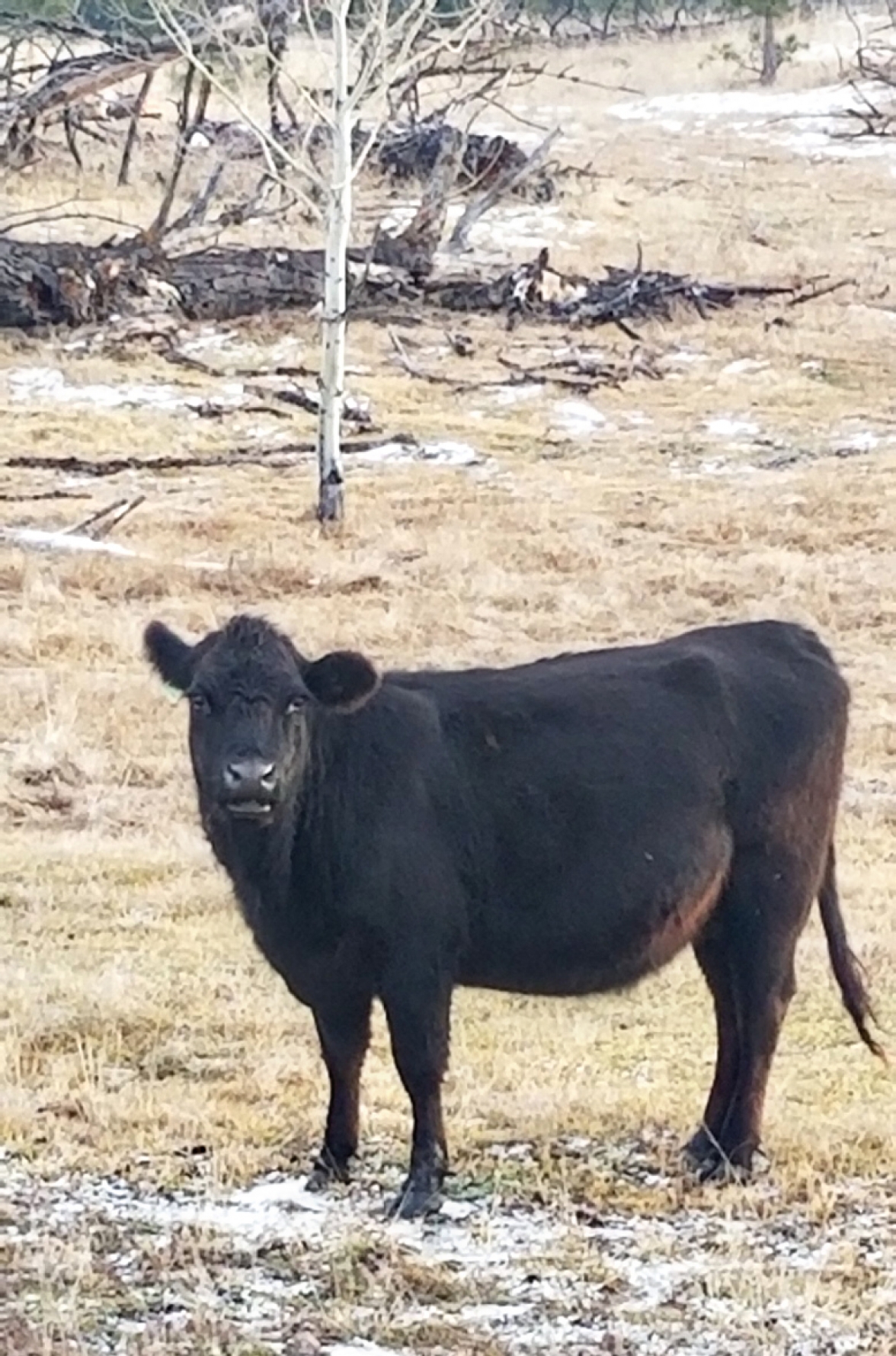 BC Livestock Sale Image