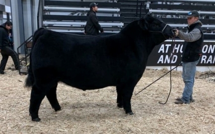 BC Livestock Sale Image