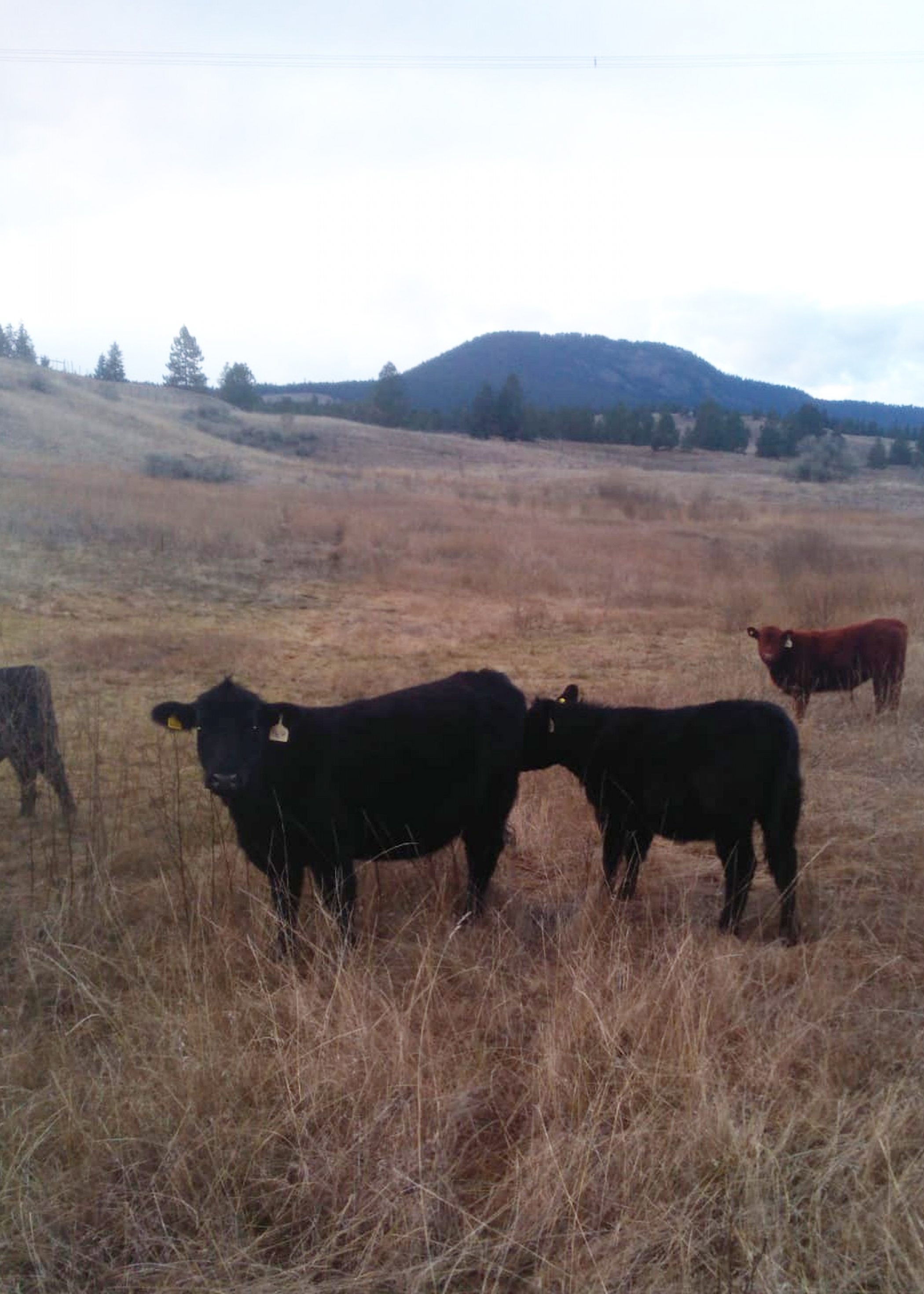BC Livestock Sale Image