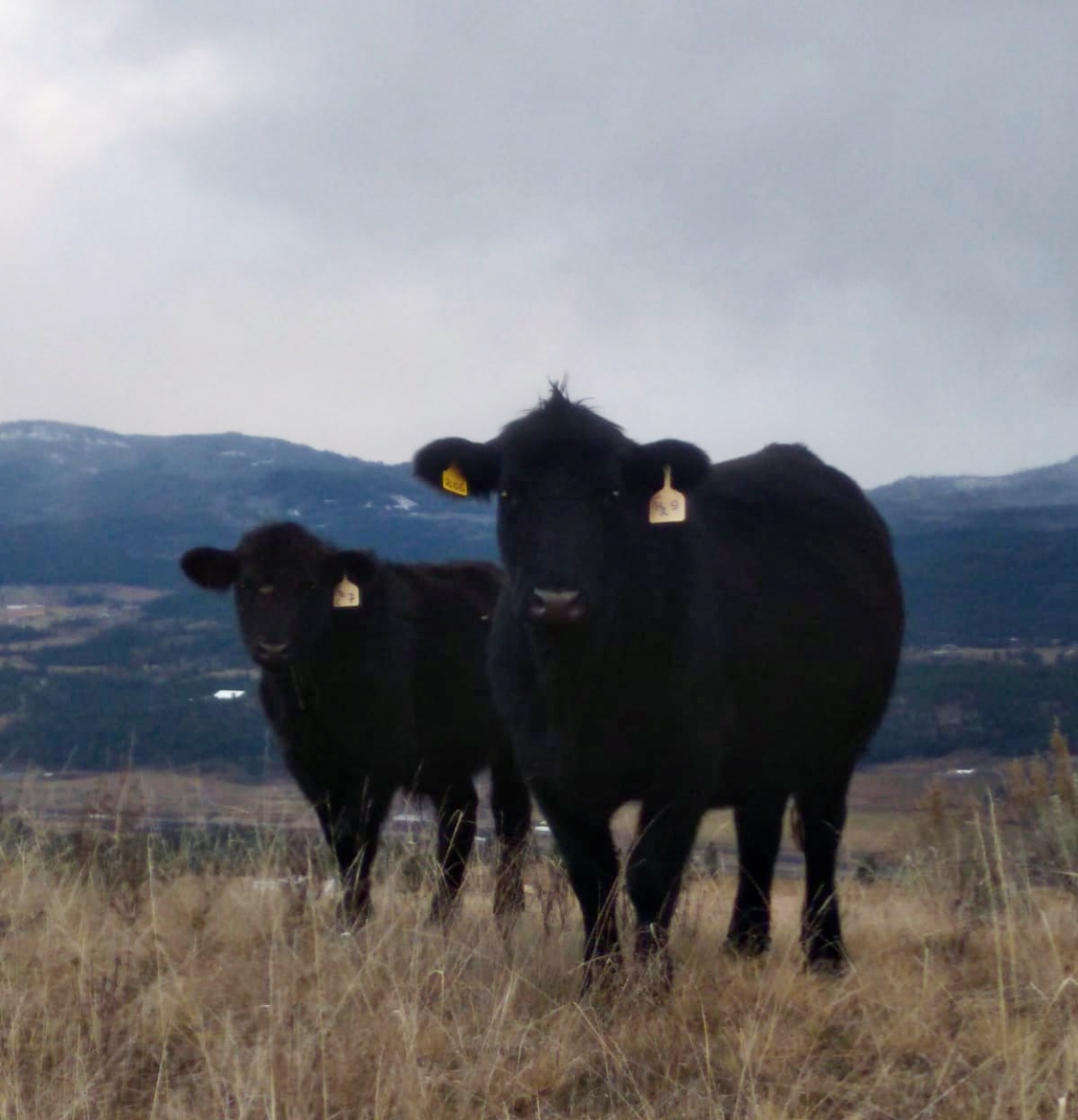 BC Livestock Sale Image