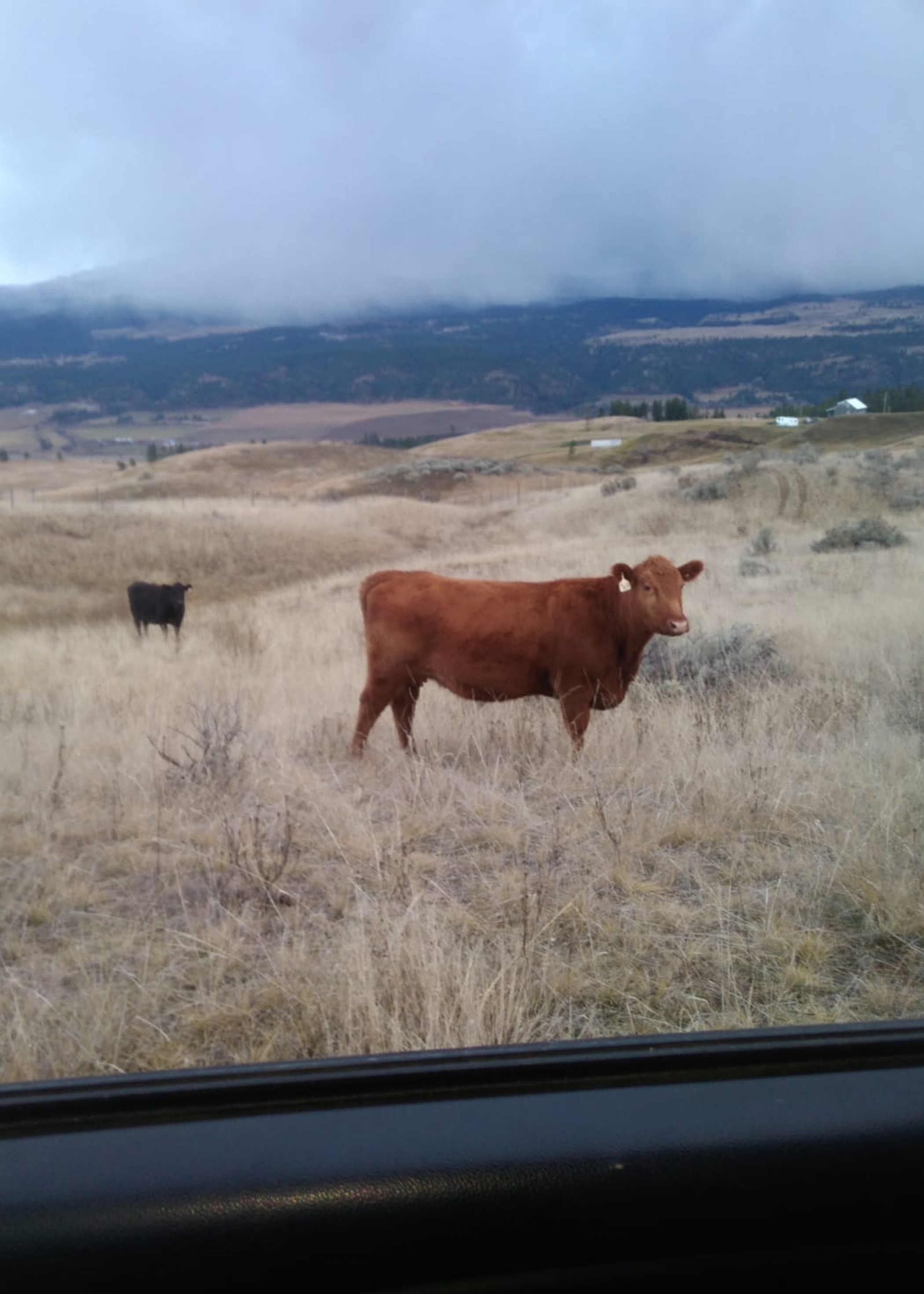 BC Livestock Sale Image