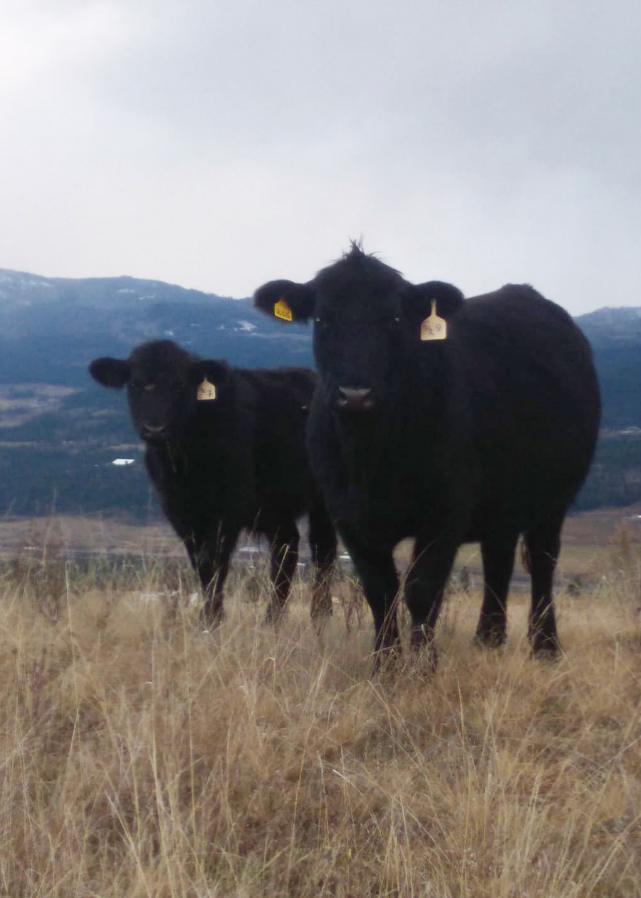 BC Livestock Sale Image