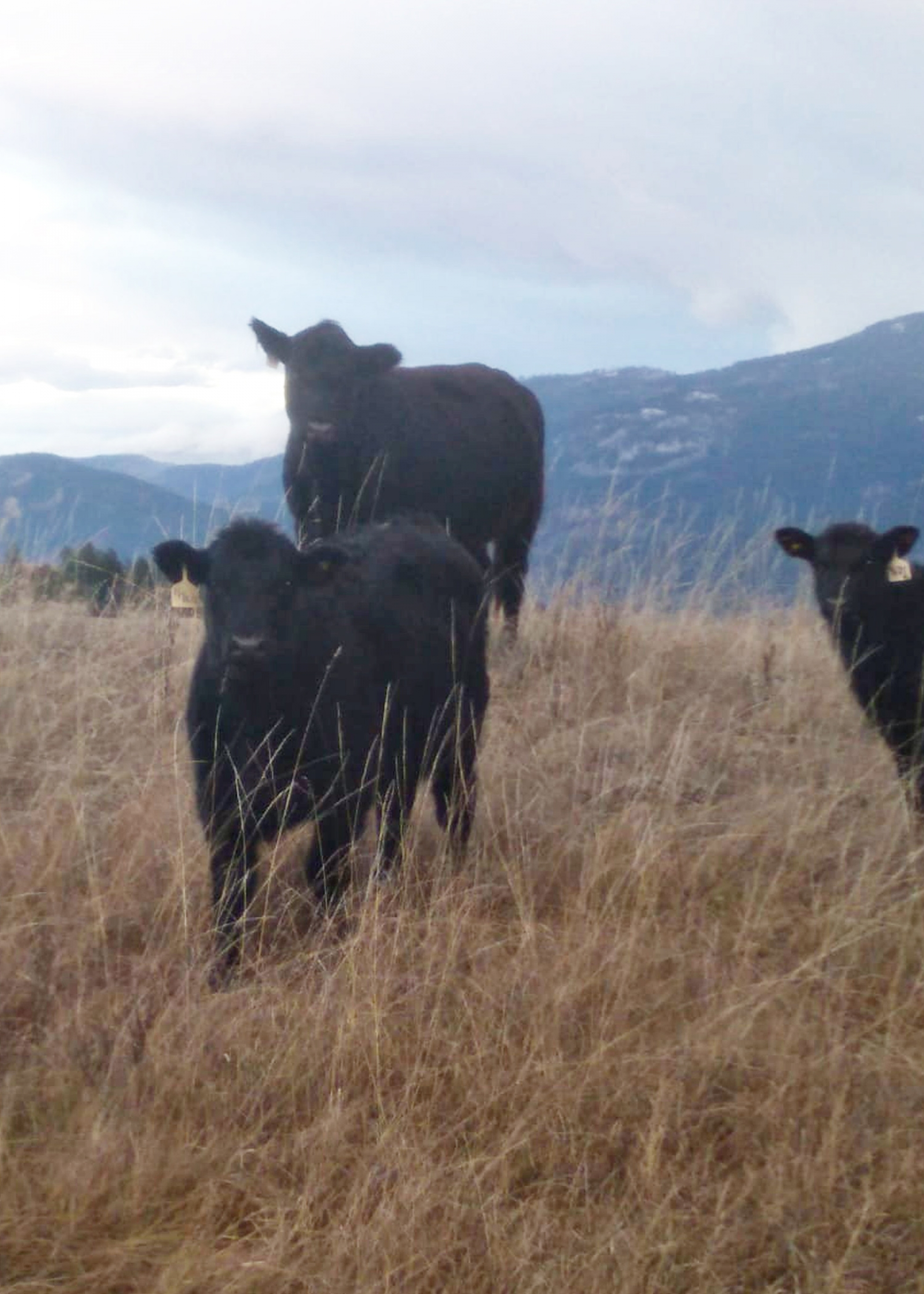 BC Livestock Sale Image