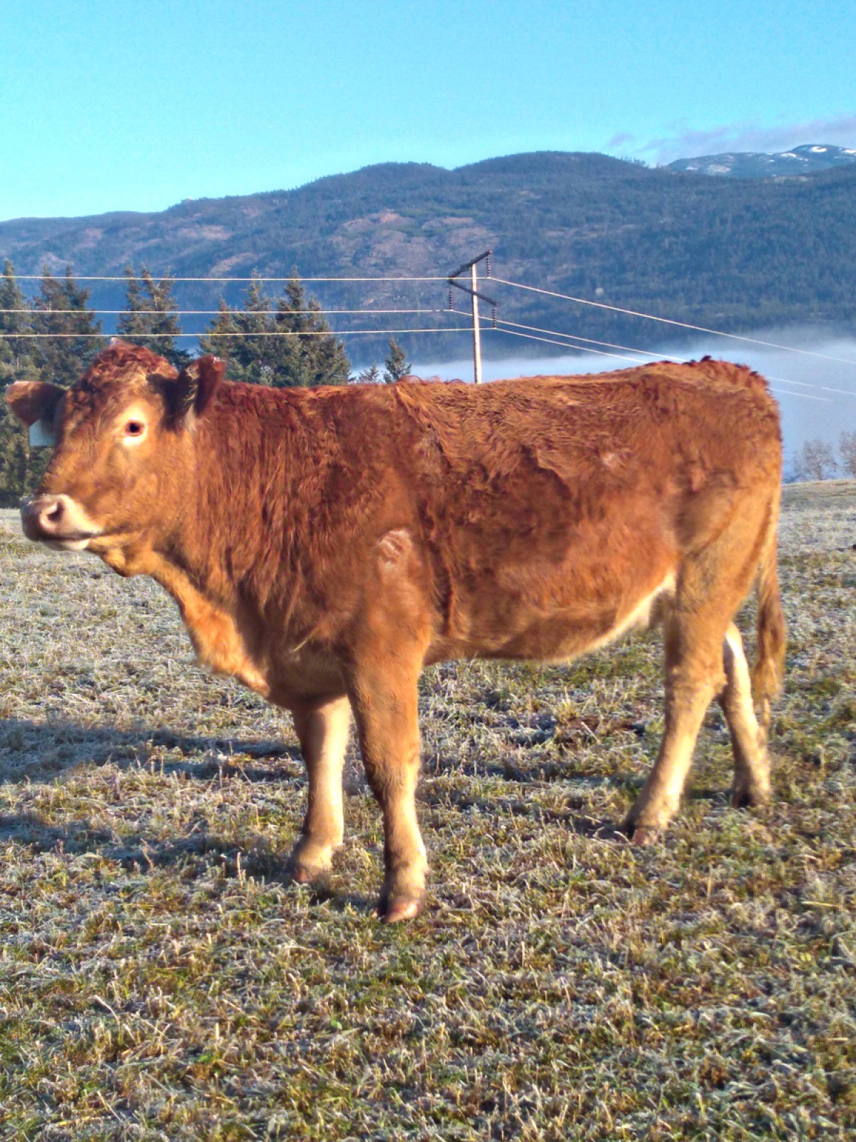 BC Livestock Sale Image