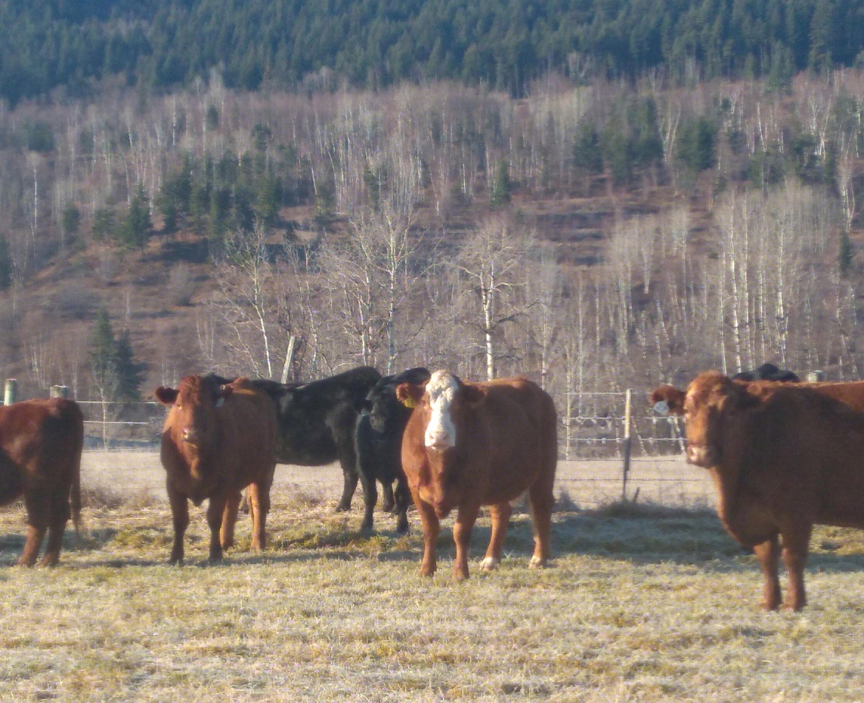 BC Livestock Sale Image