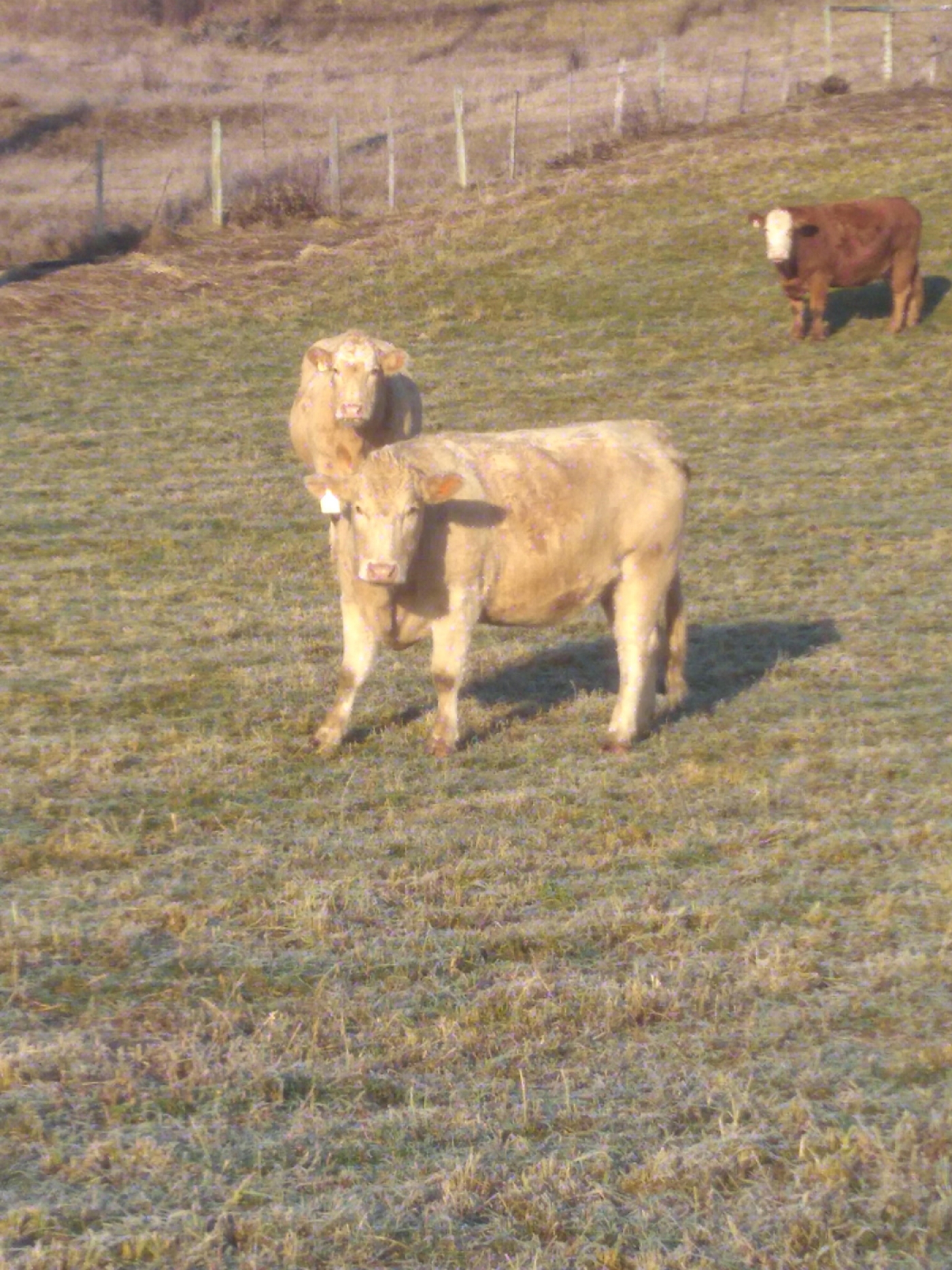BC Livestock Sale Image