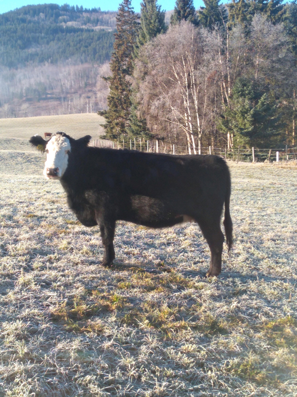 BC Livestock Sale Image