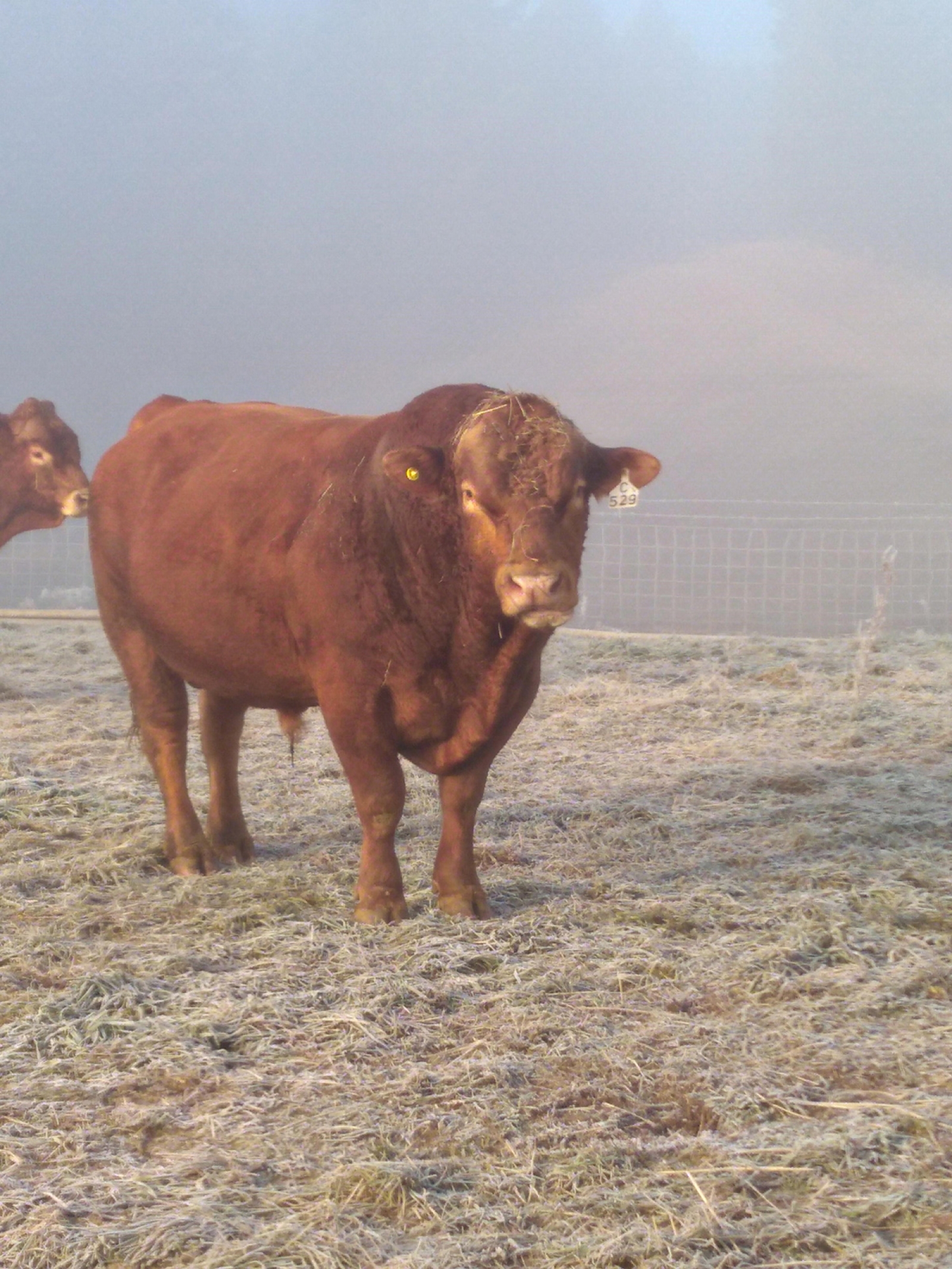 BC Livestock Sale Image