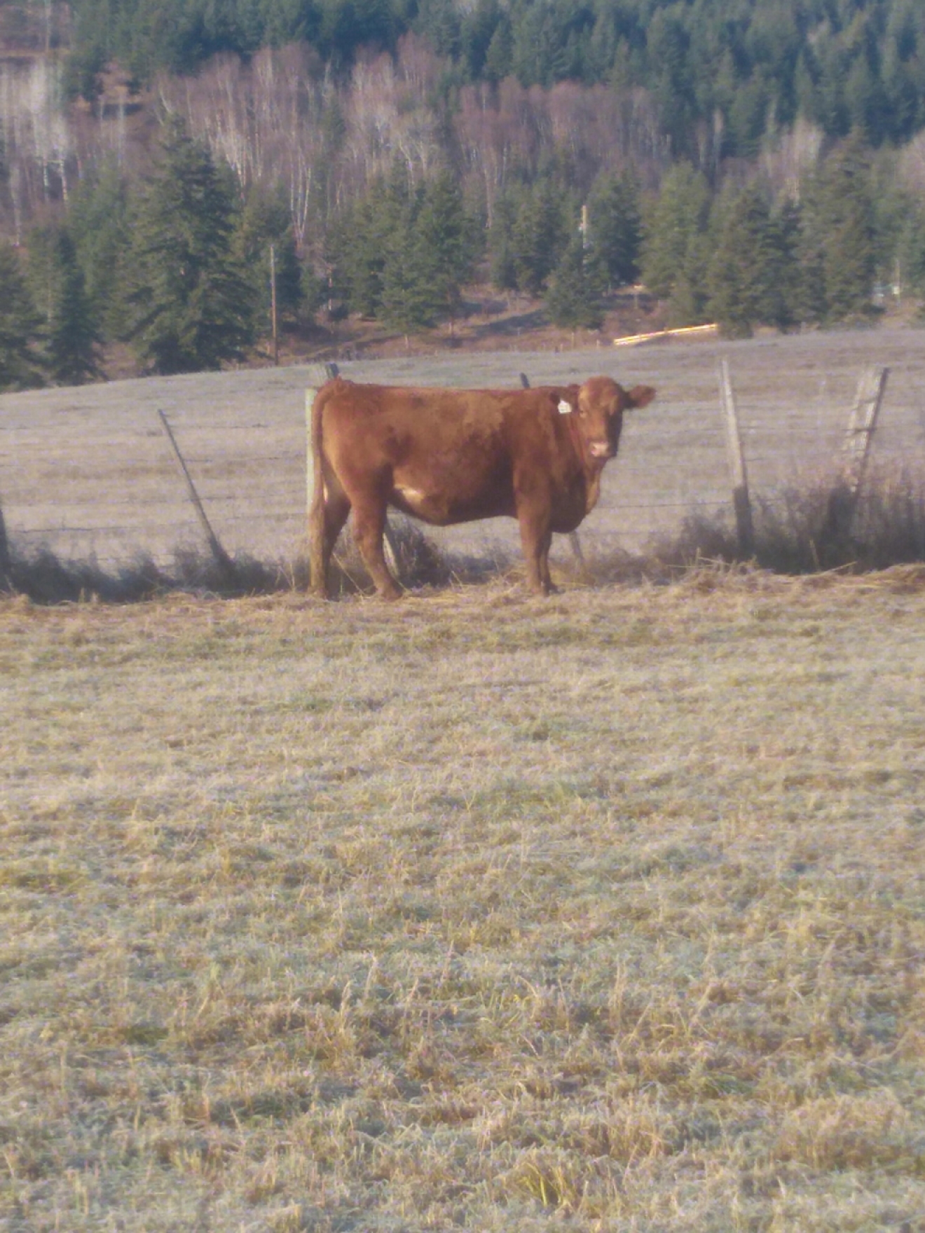 BC Livestock Sale Image
