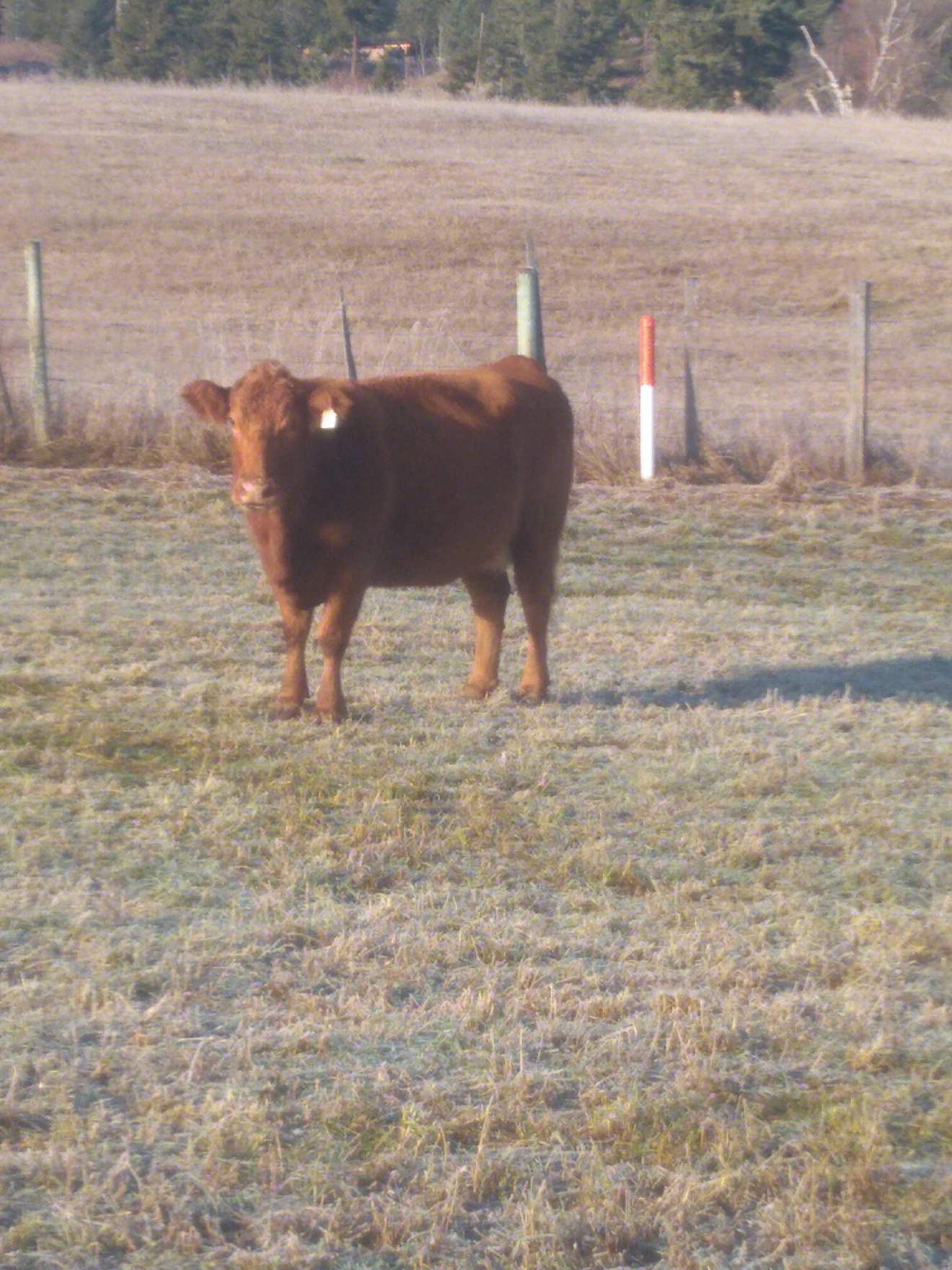 BC Livestock Sale Image