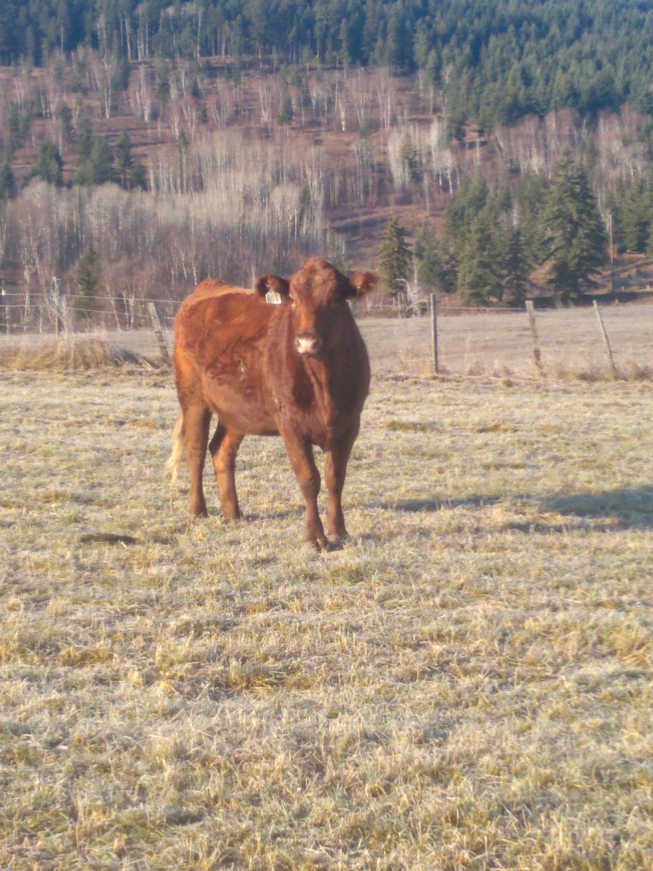 BC Livestock Sale Image