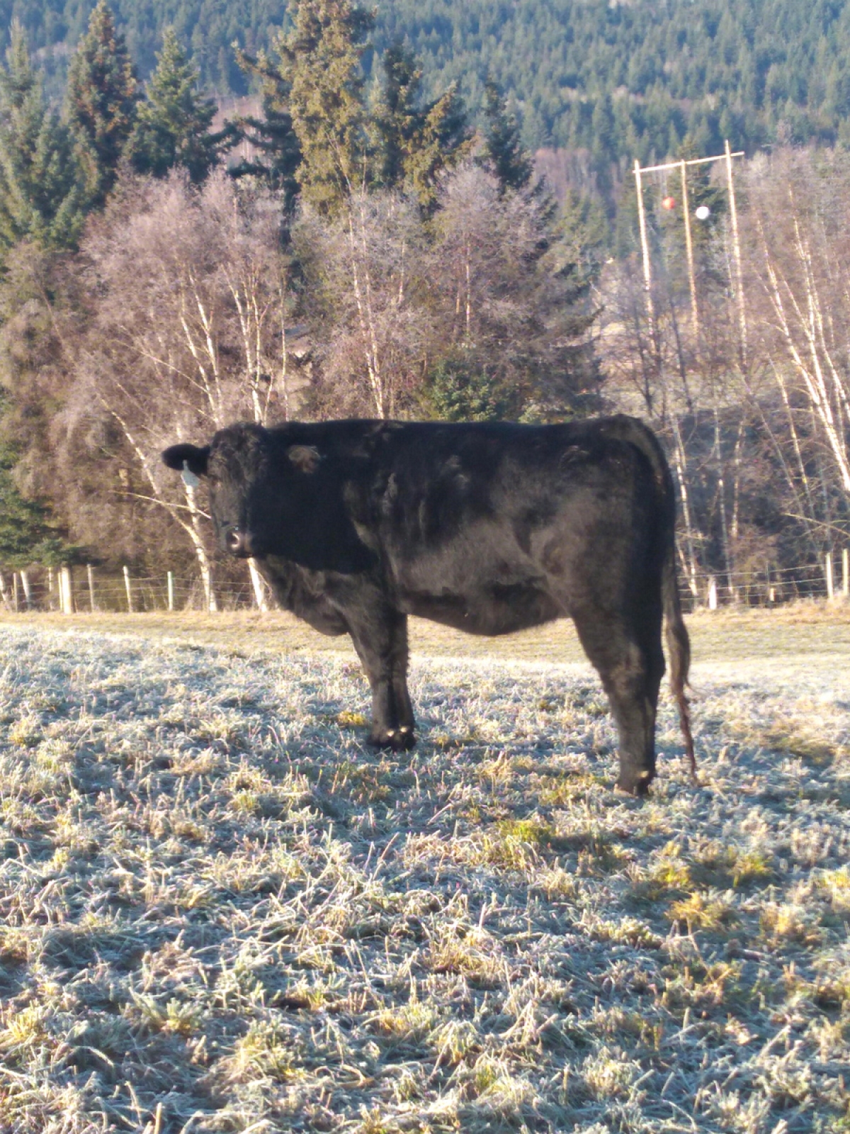 BC Livestock Sale Image