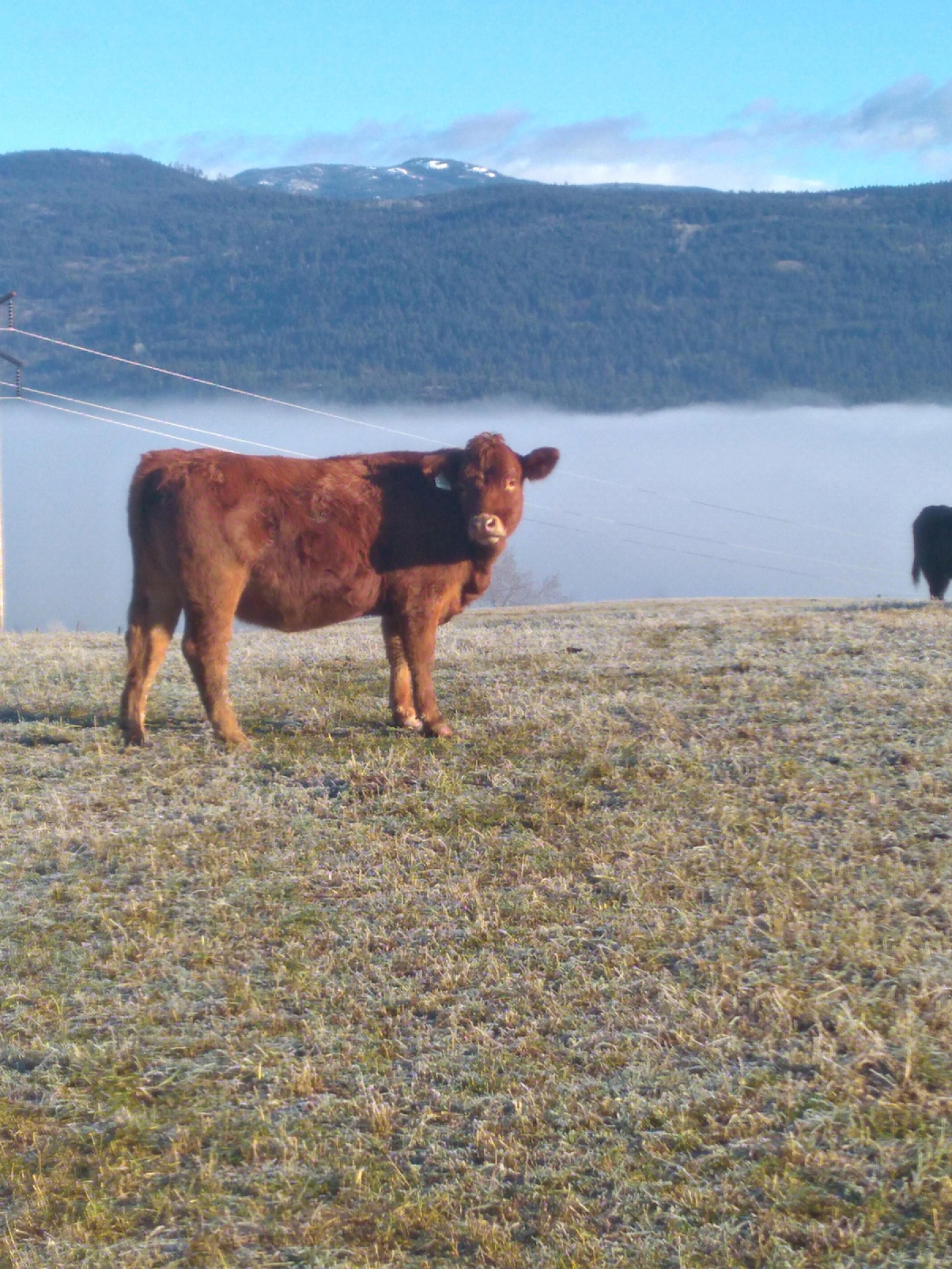 BC Livestock Sale Image