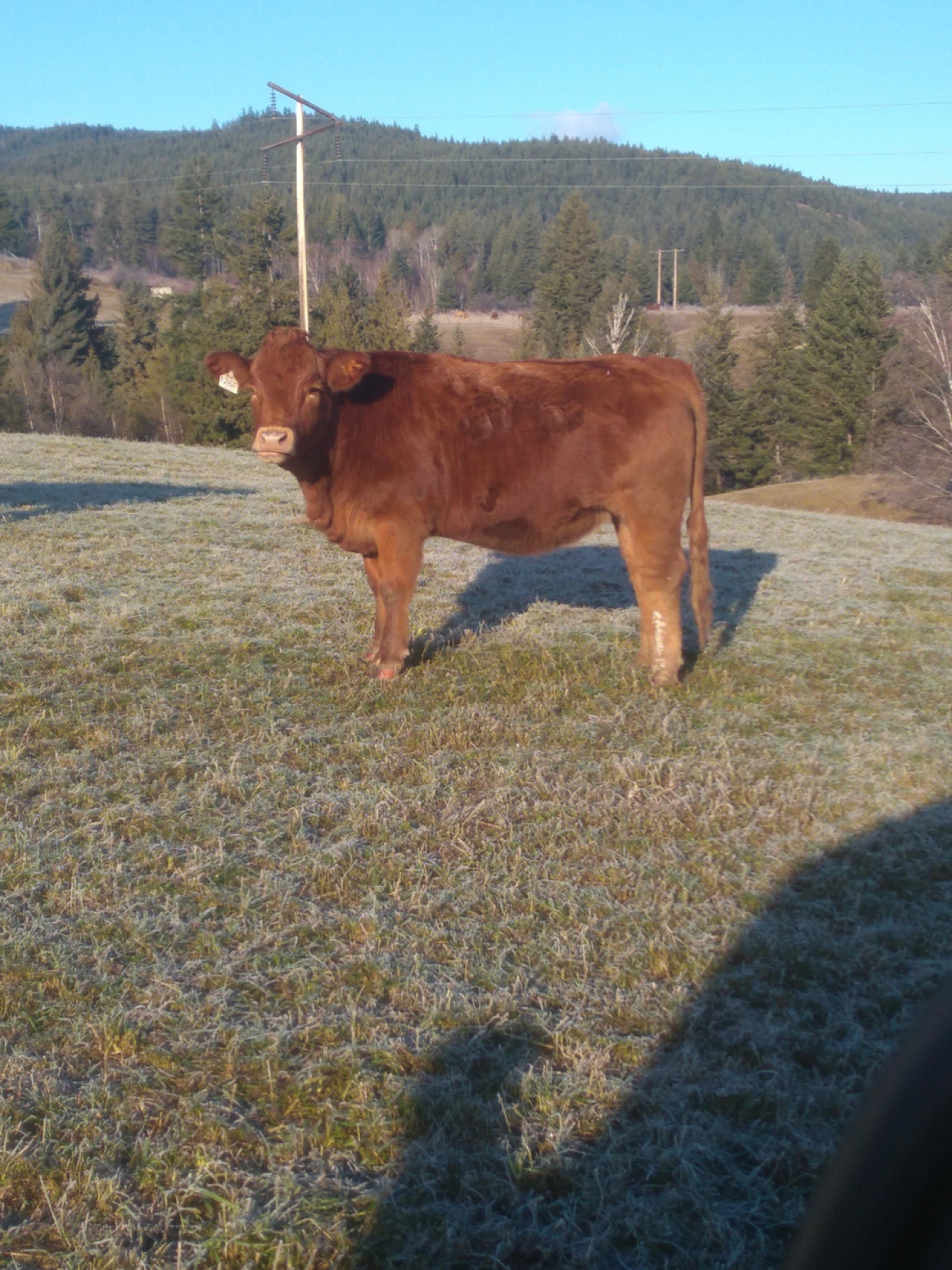BC Livestock Sale Image