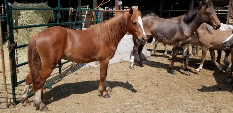 BC Livestock Sale Image