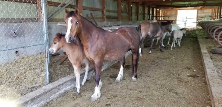 BC Livestock Sale Image