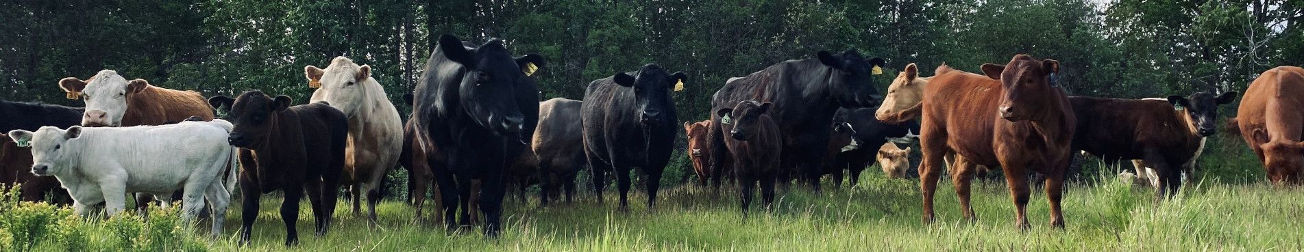 cows standing in high grass near trees