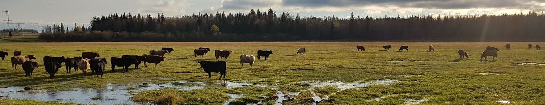 Cattle Spread out over a large, wet field