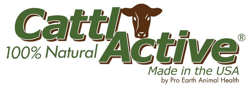 cattle active