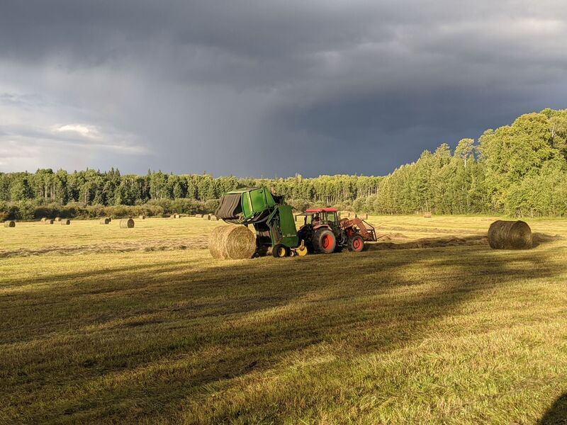 hay