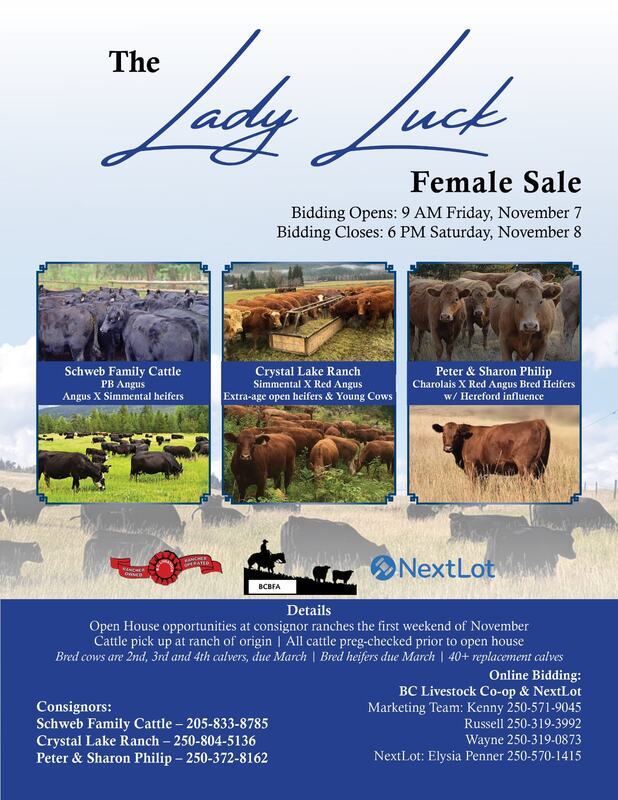Schweb Cattle 2025