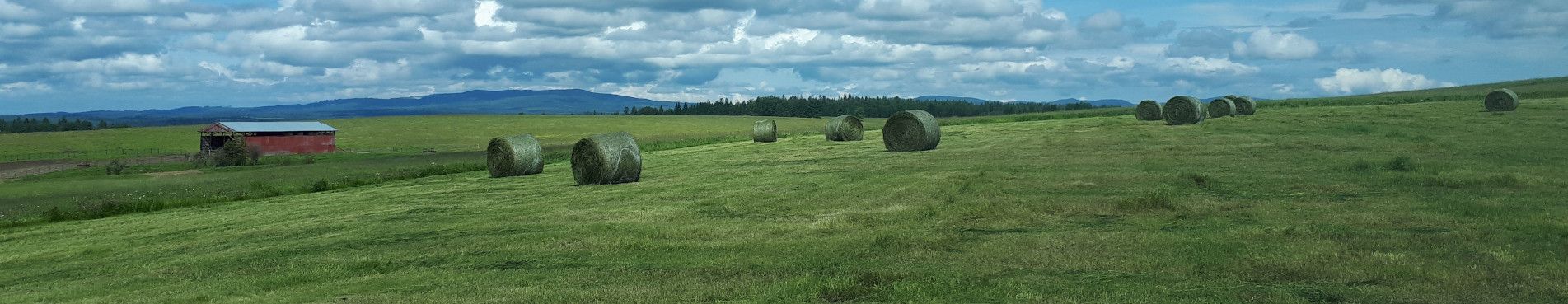 large green hay field