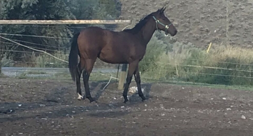 BC Livestock Sale Image