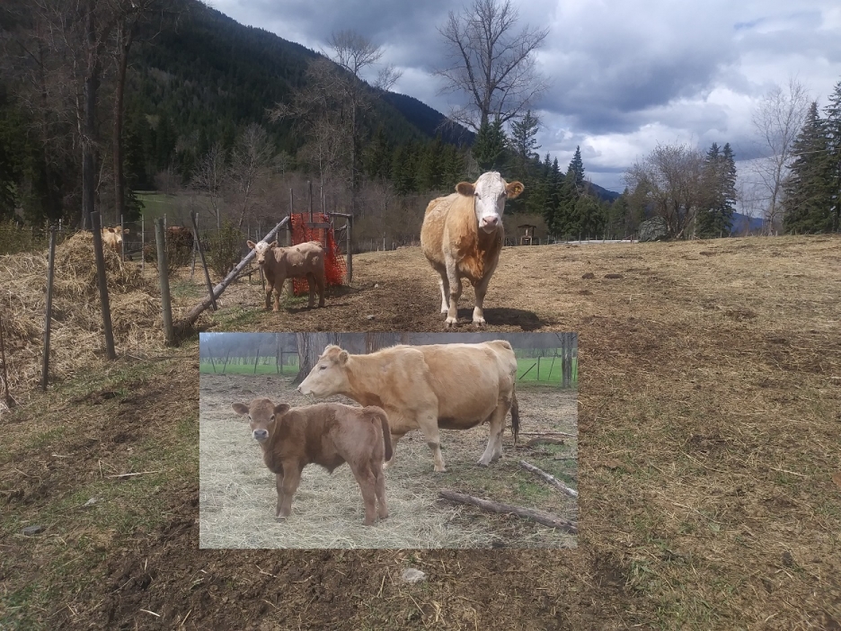 BC Livestock Sale Image