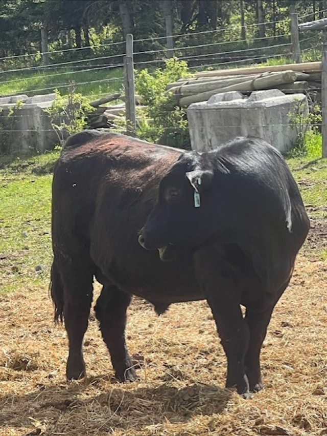 BC Livestock Sale Image