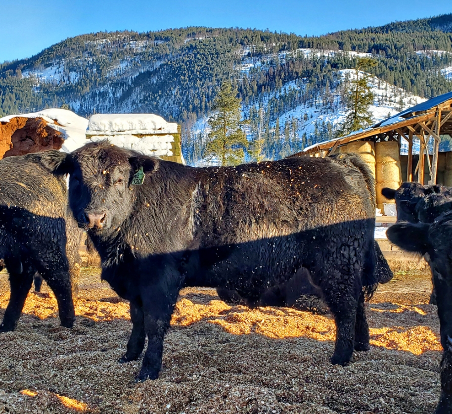 BC Livestock Sale Image