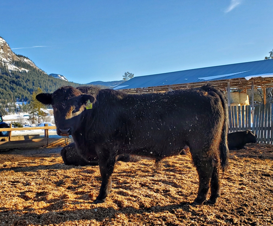BC Livestock Sale Image