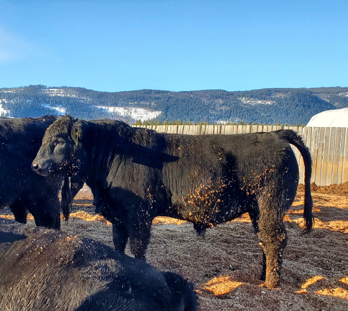 BC Livestock Sale Image
