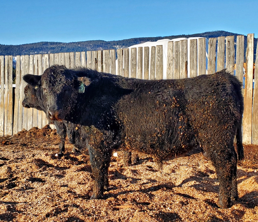 BC Livestock Sale Image