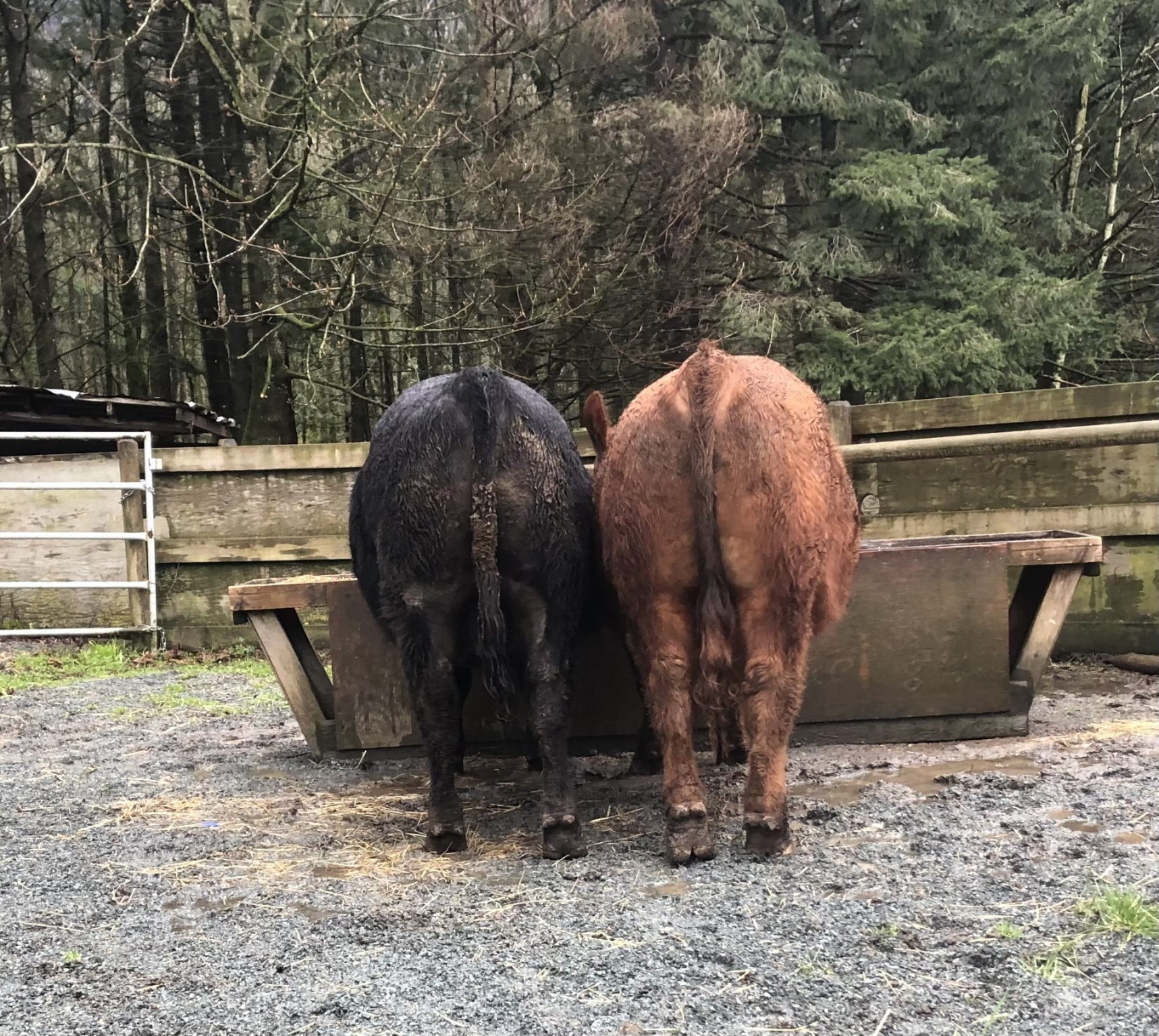 BC Livestock Sale Image