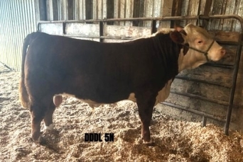 BC Livestock Sale Image