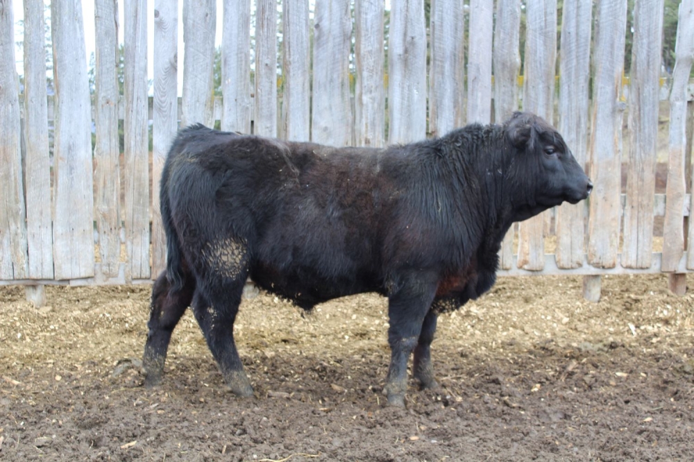 BC Livestock Sale Image