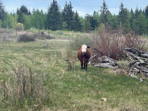 BC Livestock Sale Image