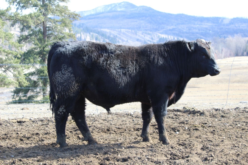 BC Livestock Sale Image