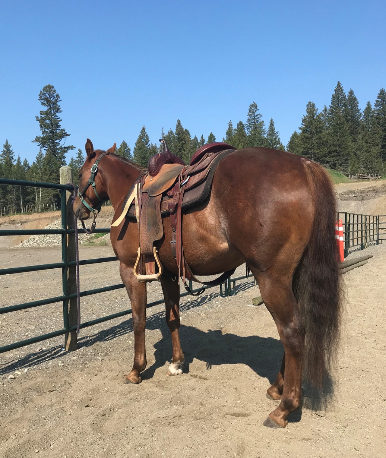 BC Livestock Sale Image