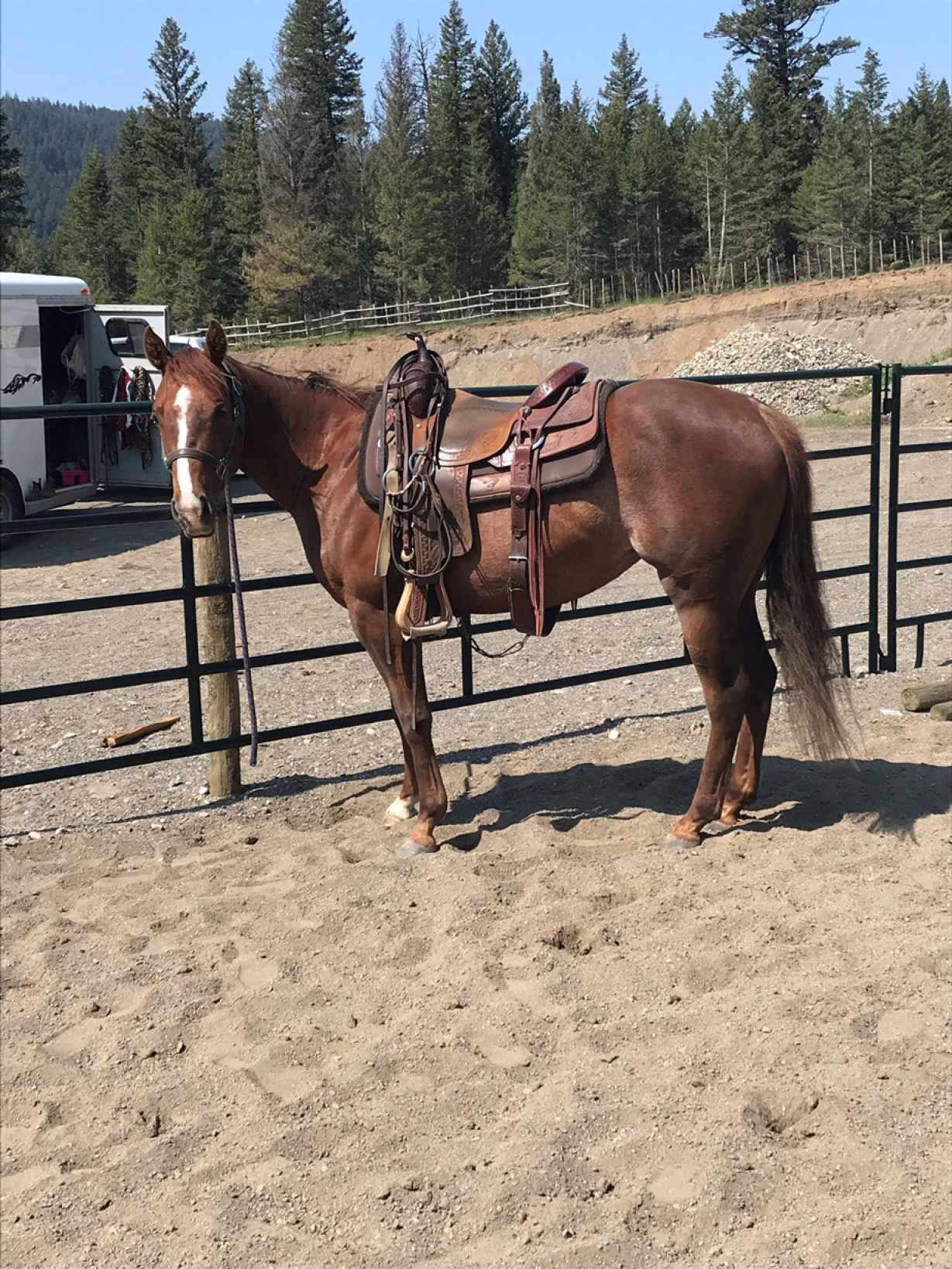 BC Livestock Sale Image