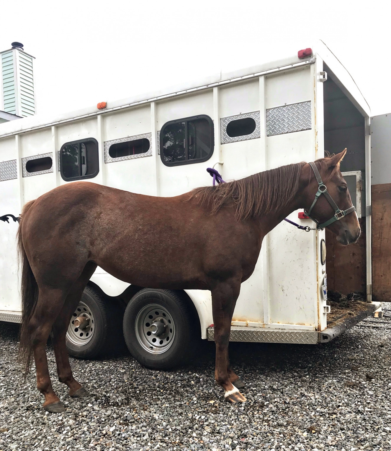 BC Livestock Sale Image