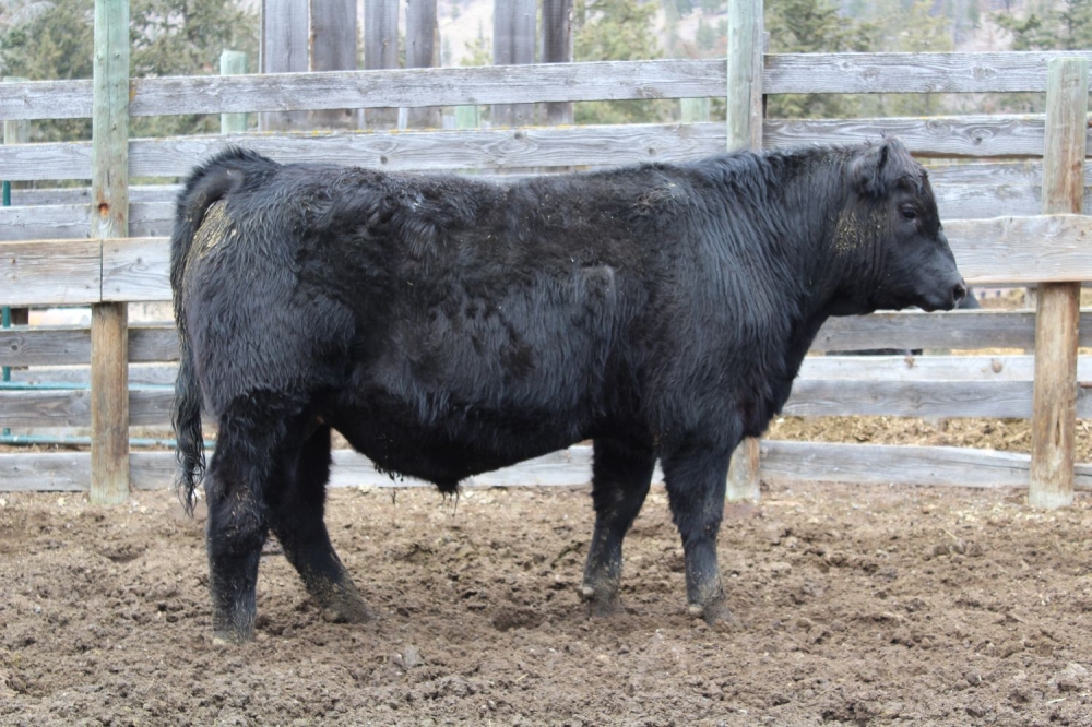 BC Livestock Sale Image