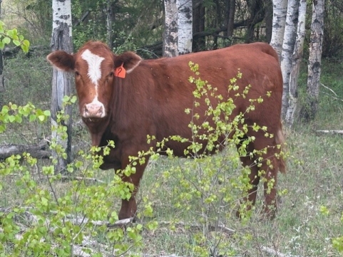 BC Livestock Sale Image