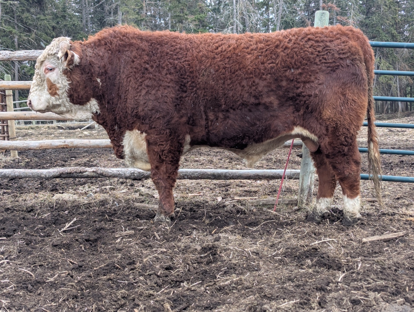 BC Livestock Sale Image