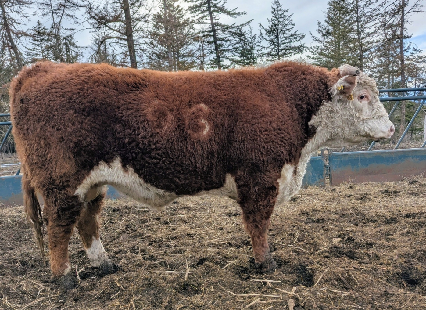 BC Livestock Sale Image