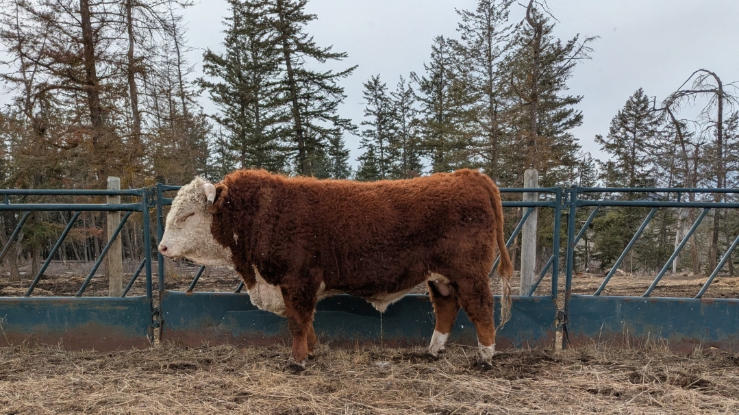 BC Livestock Sale Image