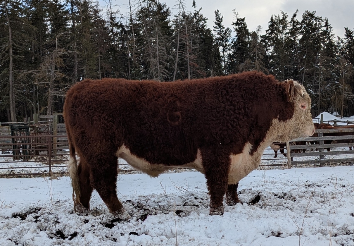 BC Livestock Sale Image